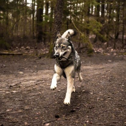 Viking Whole Horn - S