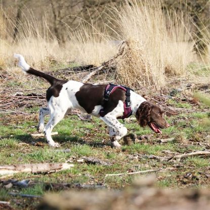 Duvoplus EXPLOR Ultimate Fit No-Pull-Geschirr - plum purple - XS - 28-37cm - 32-43cm