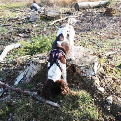 Duvoplus EXPLOR Ultimate Fit No-Pull-Geschirr - plum purple - L - 48-58cm - 58-81cm