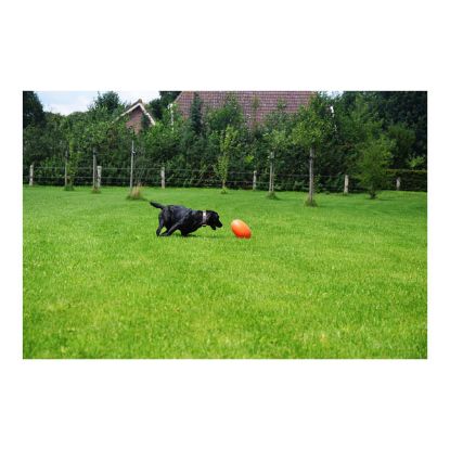 Dog Comets Pan-Stars Treibei - Orange / M