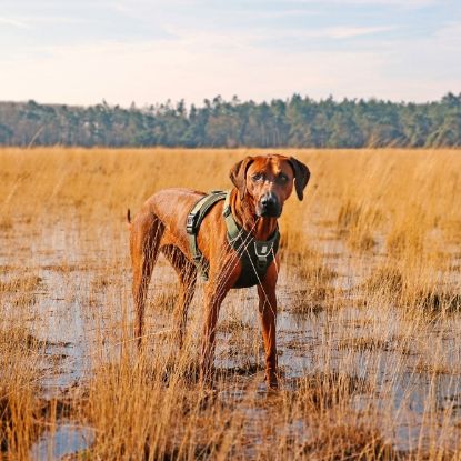 Duvoplus EXPLOR Ultimate Fit No-Pull-Geschirr - Undercover Green - S - 35-45cm - 40-52cm