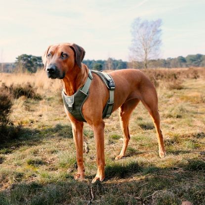 Duvoplus EXPLOR Ultimate Fit No-Pull-Geschirr - Undercover Green - S - 35-45cm - 40-52cm