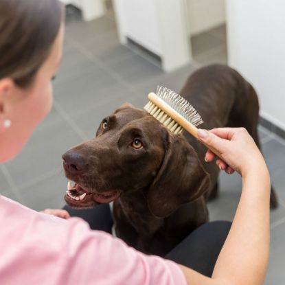 Trixie beidseitige Bürste aus Bambus - 6 x 22 cm