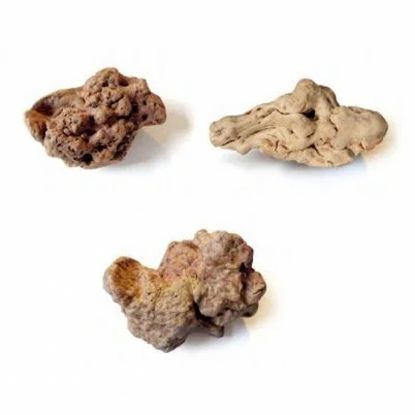 Torgas Kauwurzel - XS