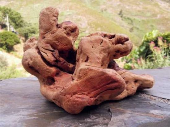 Torgas Kauwurzel - S