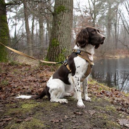 Duvoplus EXPLOR Ultimate Fit No-Pull-Geschirr - honey gold - XS - 28-37cm - 32-43cm