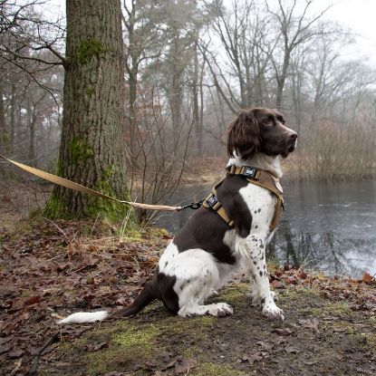 Duvoplus EXPLOR Ultimate Fit No-Pull-Geschirr - honey gold - S - 35-45cm - 40-52cm