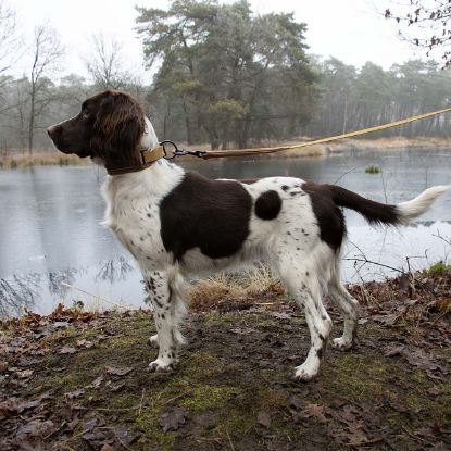 Duvoplus EXPLOR Ultimate Fit Control Halsband Classic - honey gold - XS - 30-33cm