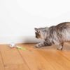 EBI Cat Toy Racing Roller