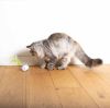 EBI Cat Toy Racing Roller