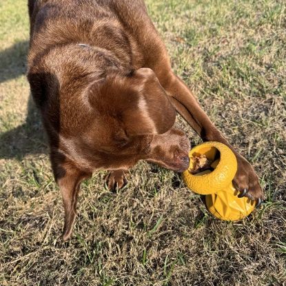 Duvoplus Futterspielzeug Griplay Sanduhr - Gelb