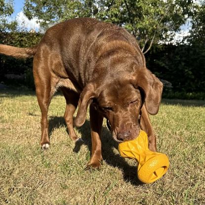 Duvoplus Futterspielzeug Griplay Sanduhr - Gelb