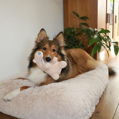 D&D Hundespielzeug Banjo Teddystoff - beige - S - 22x12x13cm